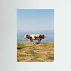Semnoz cows